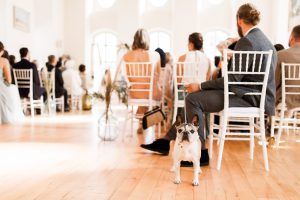 Hochzeitsfotograf Dresden Meißen Trauung Hund