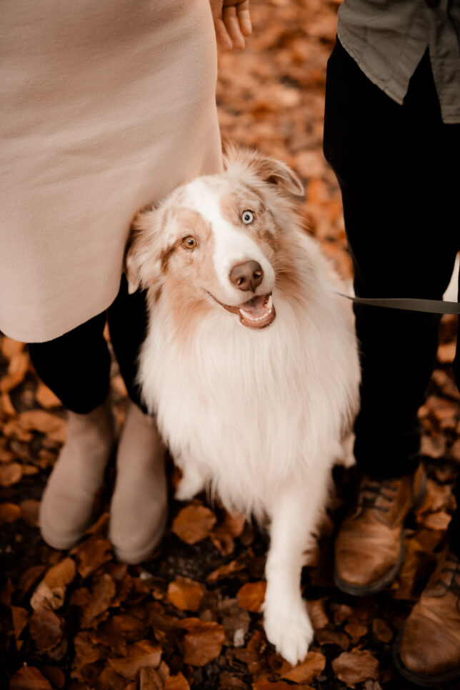 Fotoshooting Dresden, Fotograf Dresden, Hundeshooting Dresden, Hundefotos Dresden, Hundefotoshooting Dresden, Fotoshooting mit Hund Dresden