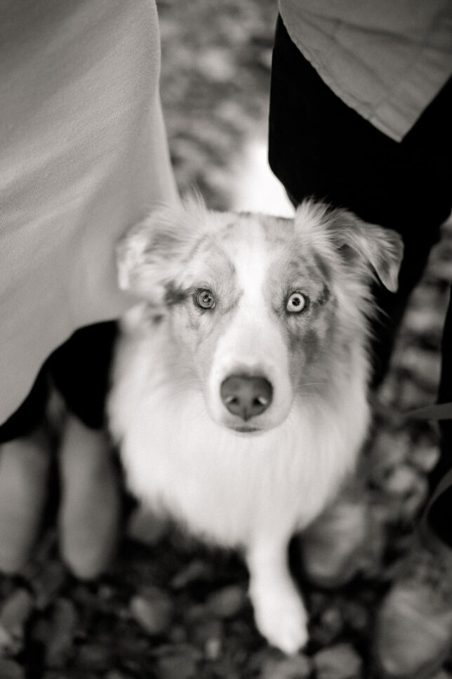 Fotoshooting Dresden, Fotograf Dresden, Hundeshooting Dresden, Hundefotos Dresden, Hundefotoshooting Dresden, Fotoshooting mit Hund Dresden
