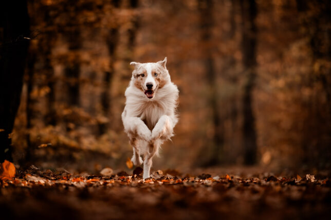 Fotoshooting Dresden, Fotograf Dresden, Hundeshooting Dresden, Hundefotos Dresden, Hundefotoshooting Dresden, Fotoshooting mit Hund Dresden