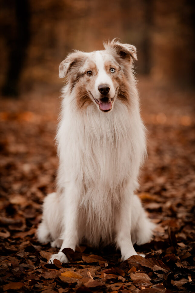 Fotoshooting Dresden, Fotograf Dresden, Hundeshooting Dresden, Hundefotos Dresden, Hundefotoshooting Dresden, Fotoshooting mit Hund Dresden