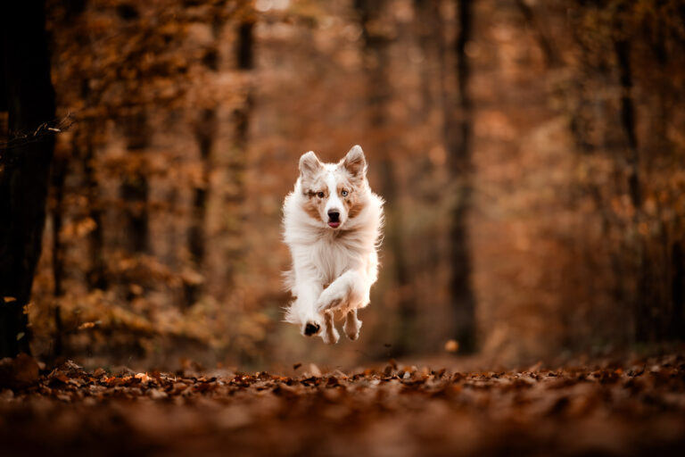 Fotoshooting Dresden, Fotograf Dresden, Hundeshooting Dresden, Hundefotos Dresden, Hundefotoshooting Dresden, Fotoshooting mit Hund Dresden