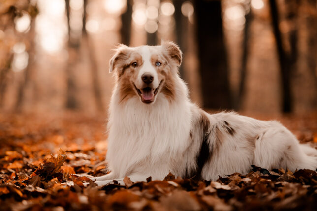 Fotoshooting Dresden, Fotograf Dresden, Hundeshooting Dresden, Hundefotos Dresden, Hundefotoshooting Dresden, Fotoshooting mit Hund Dresden