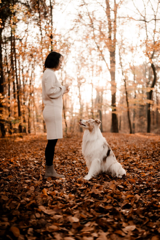 Fotoshooting Dresden, Fotograf Dresden, Hundeshooting Dresden, Hundefotos Dresden, Hundefotoshooting Dresden, Fotoshooting mit Hund Dresden