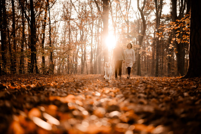 Fotoshooting Dresden, Fotograf Dresden, Hundeshooting Dresden, Hundefotos Dresden, Hundefotoshooting Dresden, Fotoshooting mit Hund Dresden