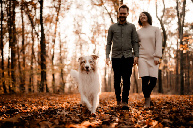 Fotoshooting Dresden, Fotograf Dresden, Hundeshooting Dresden, Hundefotos Dresden, Hundefotoshooting Dresden, Fotoshooting mit Hund Dresden