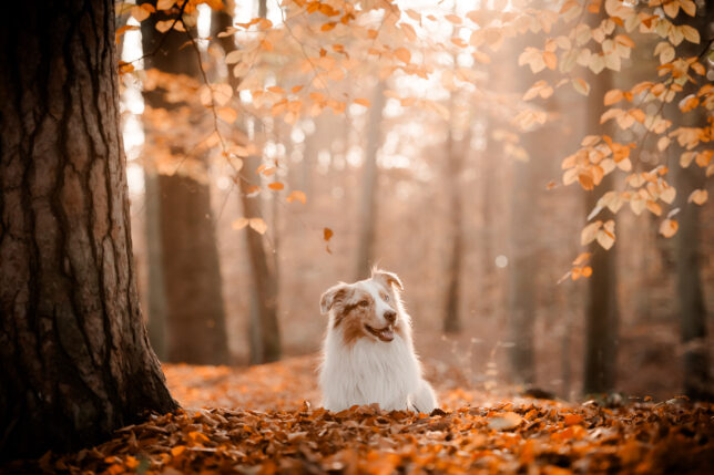 Fotoshooting Dresden, Fotograf Dresden, Hundeshooting Dresden, Hundefotos Dresden, Hundefotoshooting Dresden, Fotoshooting mit Hund Dresden
