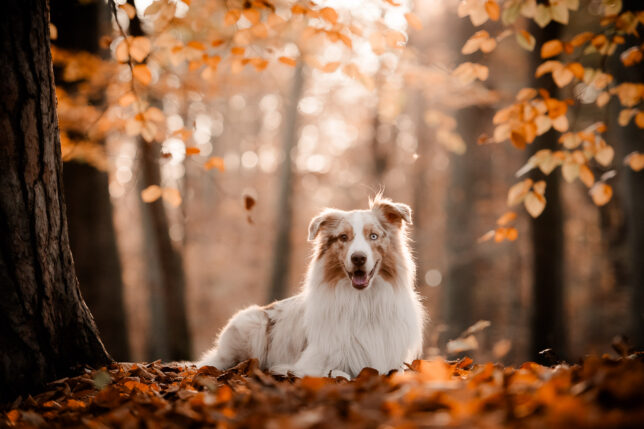 Fotoshooting Dresden, Fotograf Dresden, Hundeshooting Dresden, Hundefotos Dresden, Hundefotoshooting Dresden, Fotoshooting mit Hund Dresden