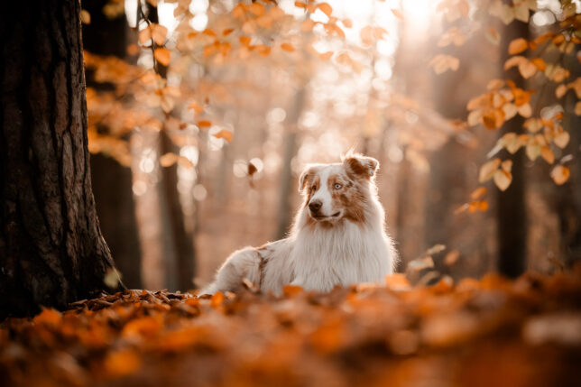 Fotoshooting Dresden, Fotograf Dresden, Hundeshooting Dresden, Hundefotos Dresden, Hundefotoshooting Dresden, Fotoshooting mit Hund Dresden