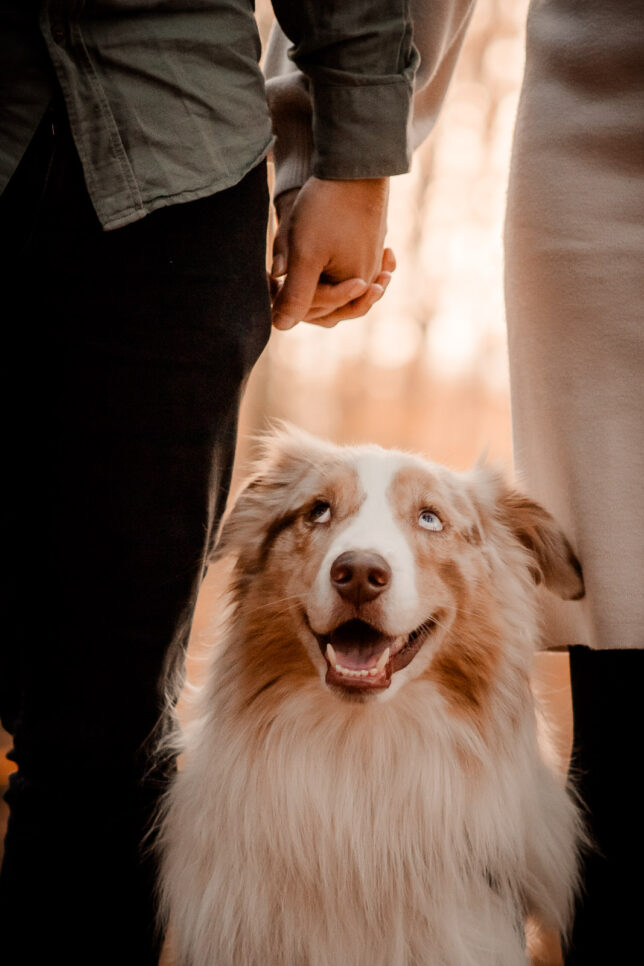 Fotoshooting Dresden, Fotograf Dresden, Hundeshooting Dresden, Hundefotos Dresden, Hundefotoshooting Dresden, Fotoshooting mit Hund Dresden