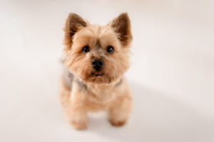 Hundefotos Dresden, Babybauchshooting Dresden, Schwangerschaftsshooting Dresden, Babybauchfotos Dresden, Fotograf Dresden