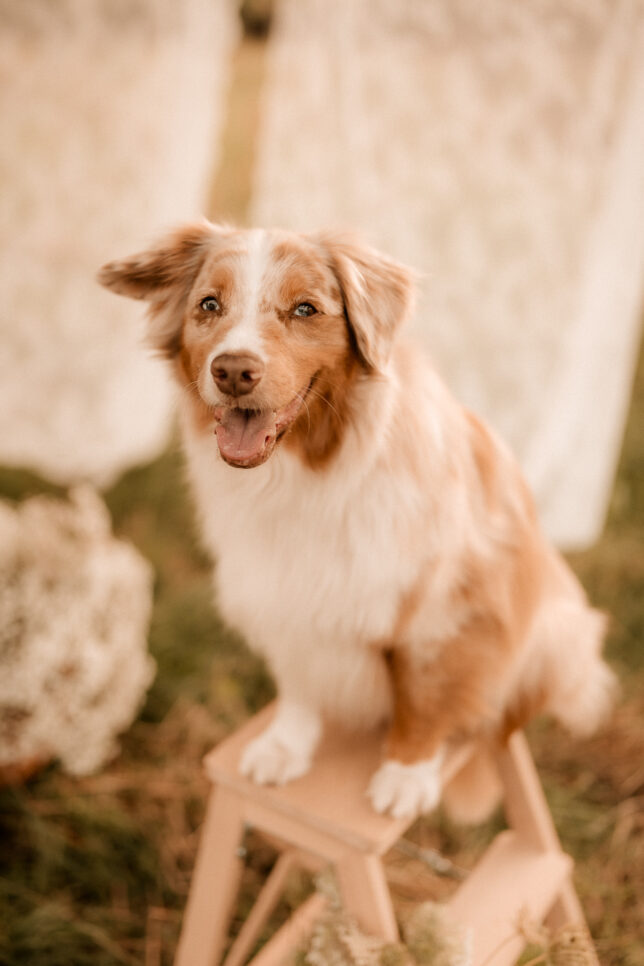 Familienshooting Dresden, Fotograf Dresden, Familienfotograf Dresden, Fotoshooting Dresden, Sommershooting Dresden, Tierfotograf Dresden