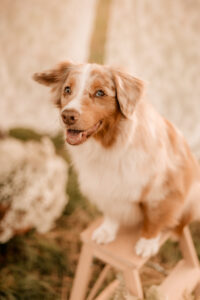Familienshooting Dresden, Fotograf Dresden, Familienfotograf Dresden, Fotoshooting Dresden, Sommershooting Dresden, Tierfotograf Dresden