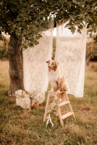 Familienshooting mit Hund Dresden, Hundeshooting Dresden, Fotoshooting Dresden, Fotograf Dresden, Familienfotoshooting Dresden