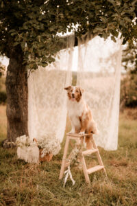 Familienshooting mit Hund Dresden, Hundeshooting Dresden, Fotoshooting Dresden, Fotograf Dresden, Familienfotoshooting Dresden