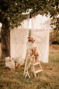 Familienshooting mit Hund Dresden, Hundeshooting Dresden, Fotoshooting Dresden, Fotograf Dresden, Familienfotoshooting Dresden