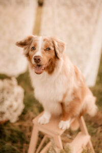 Familienshooting mit Hund Dresden, Hundeshooting Dresden, Fotoshooting Dresden, Fotograf Dresden, Familienfotoshooting Dresden