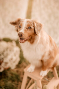 Familienshooting mit Hund Dresden, Hundeshooting Dresden, Fotoshooting Dresden, Fotograf Dresden, Familienfotoshooting Dresden